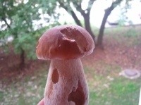 Белый гриб-красавец