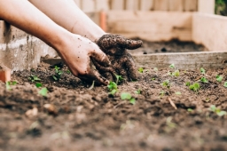 Что такое мульчирование почвы?