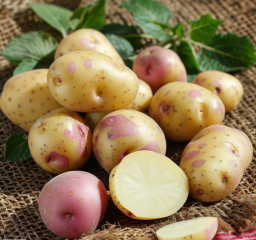 Описание и характеристики сорта картофеля Гала