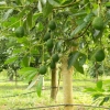 Дерево авокадо/ Фото: Shutterstock