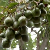 Плоды авокаджо на дереве. Фото: Shutterstock
